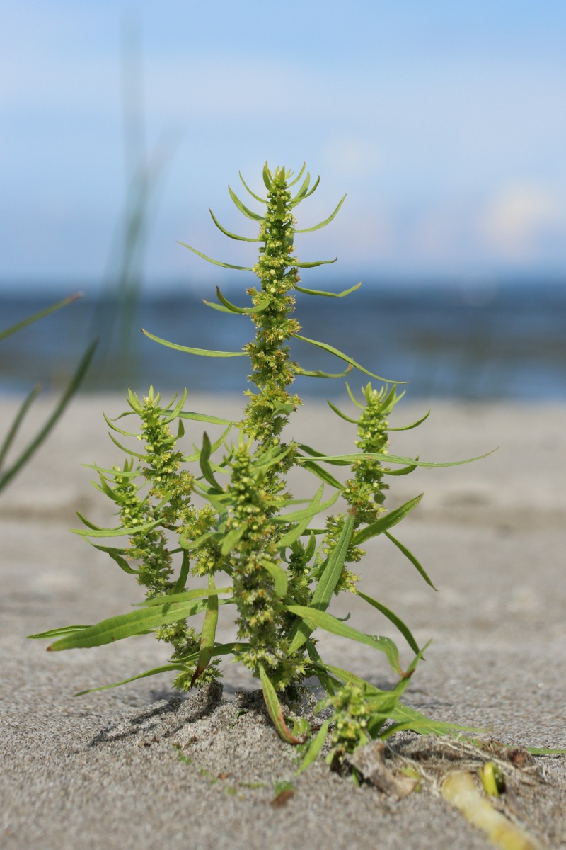 Image of Rumex maritimus specimen.