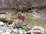 Petasites hybridus