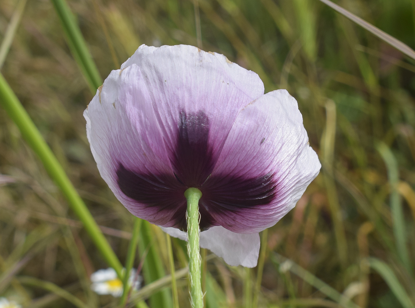 Image of Papaver somniferum specimen.