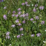 Dianthus superbus