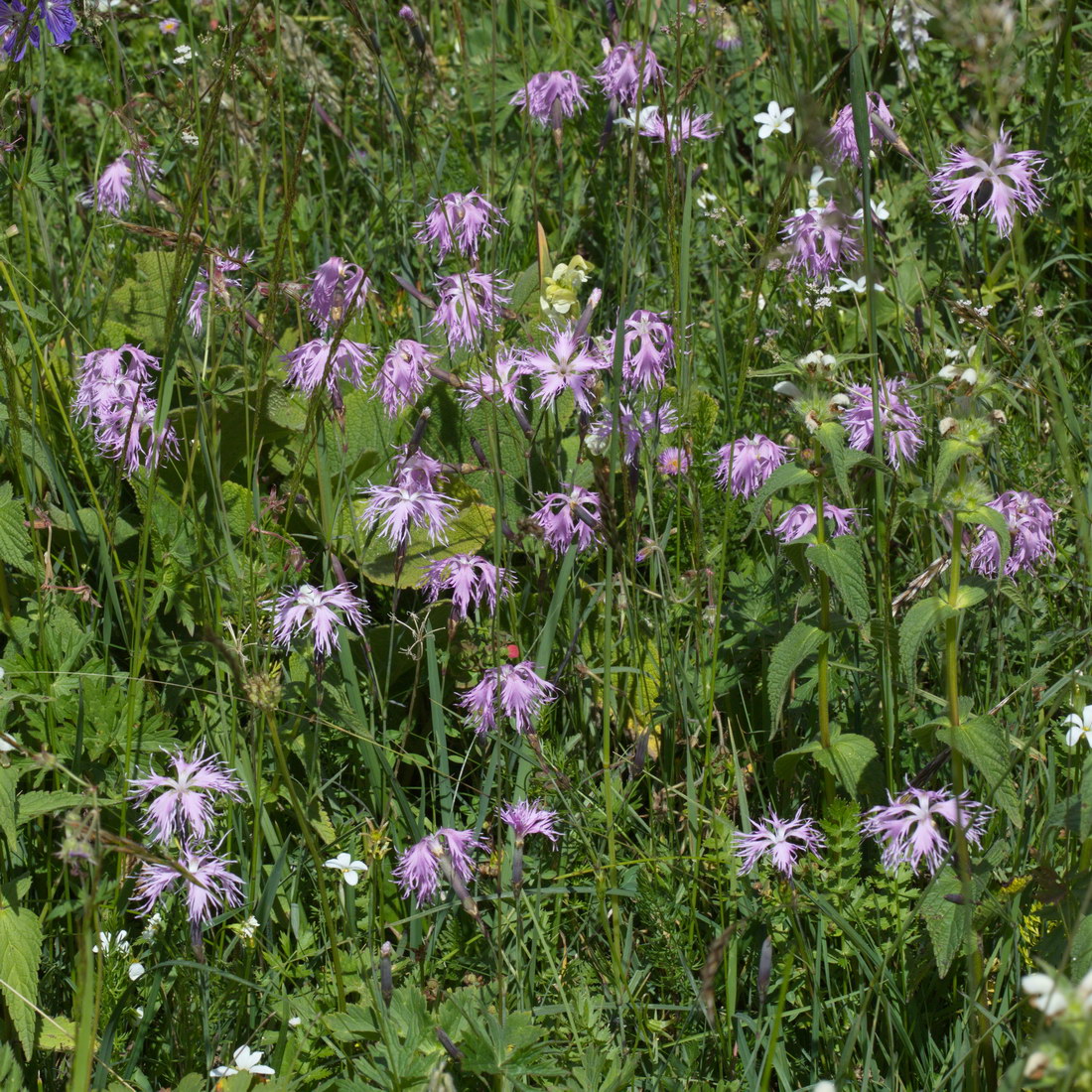 Изображение особи Dianthus superbus.