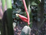 Heliconia rostrata