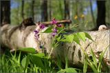 Lathyrus vernus