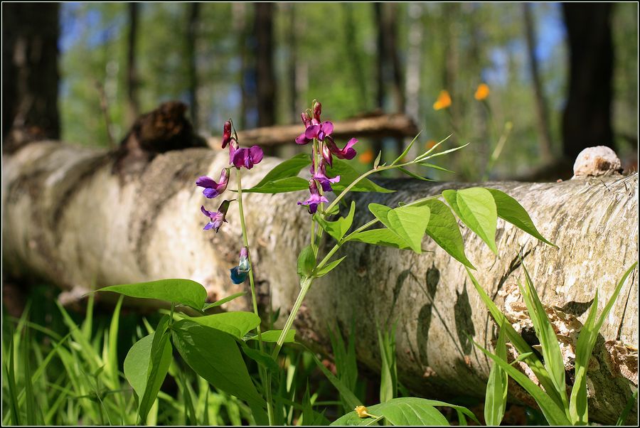 Изображение особи Lathyrus vernus.