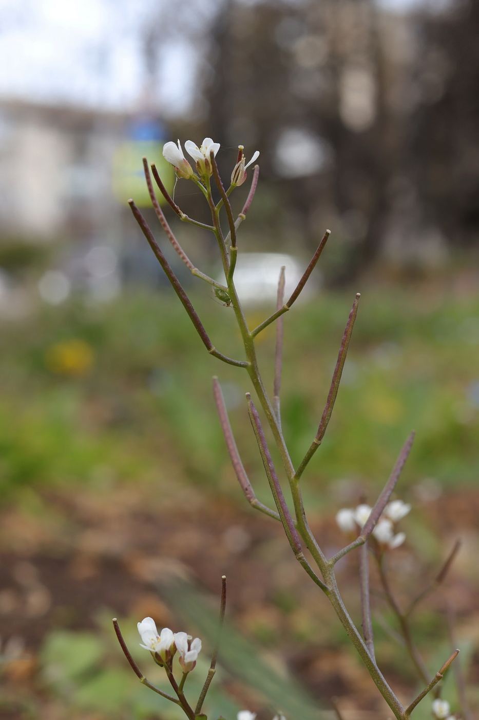 Image of Cardamine occulta specimen.
