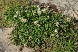 Trifolium repens