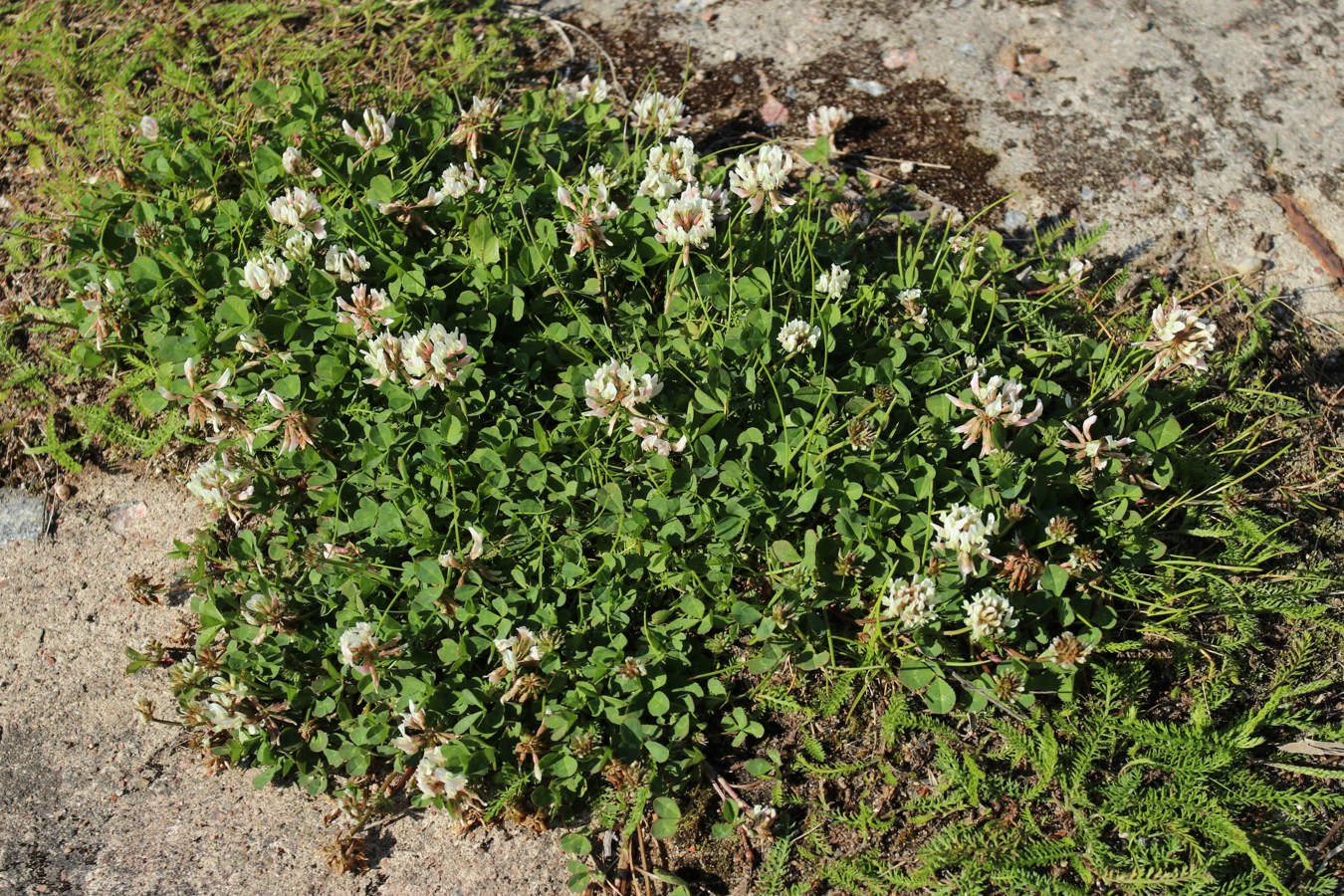 Image of Trifolium repens specimen.