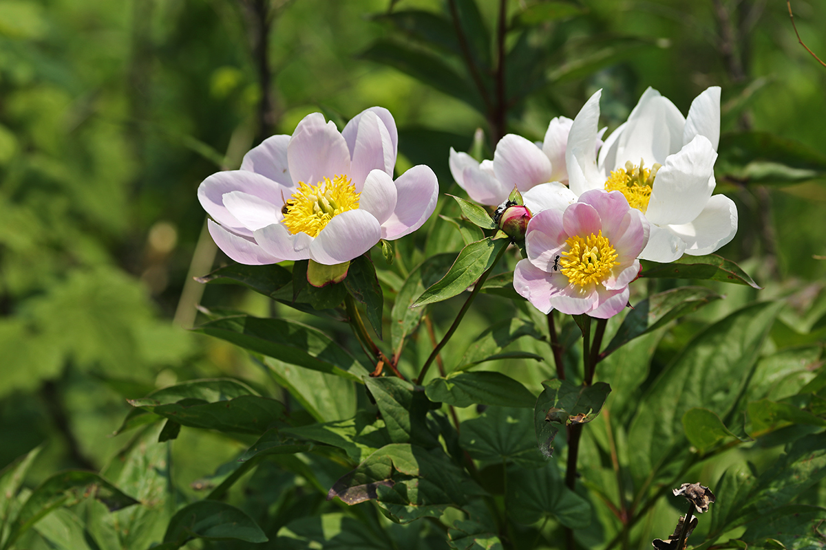 Image of Paeonia lactiflora specimen.