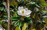 Magnolia grandiflora. Верхушка ветви с цветком. Китай, пров. Шэньси, г. Сиань, в культуре. 01.06.2025.