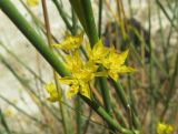 genus Bupleurum