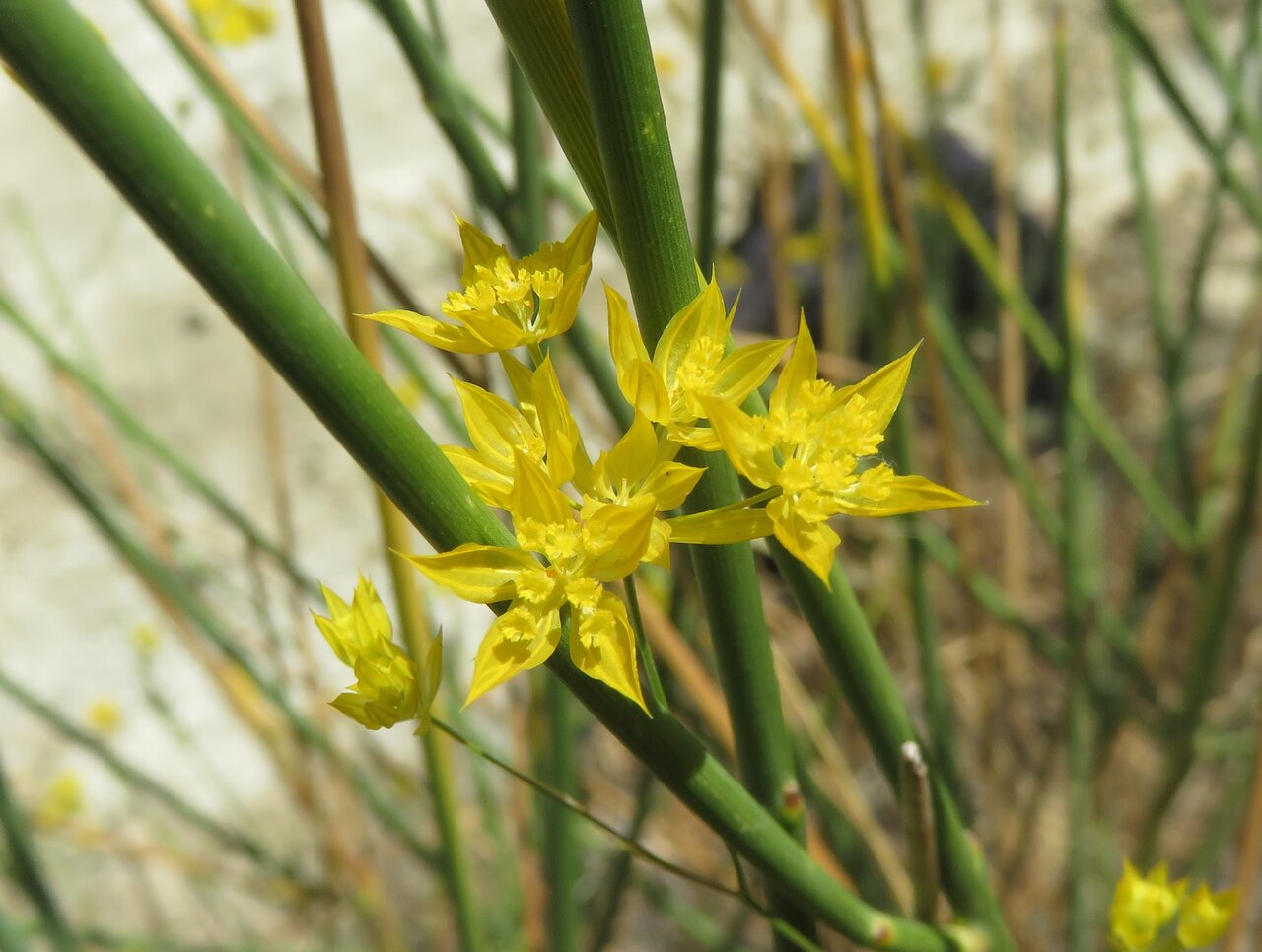 Image of genus Bupleurum specimen.