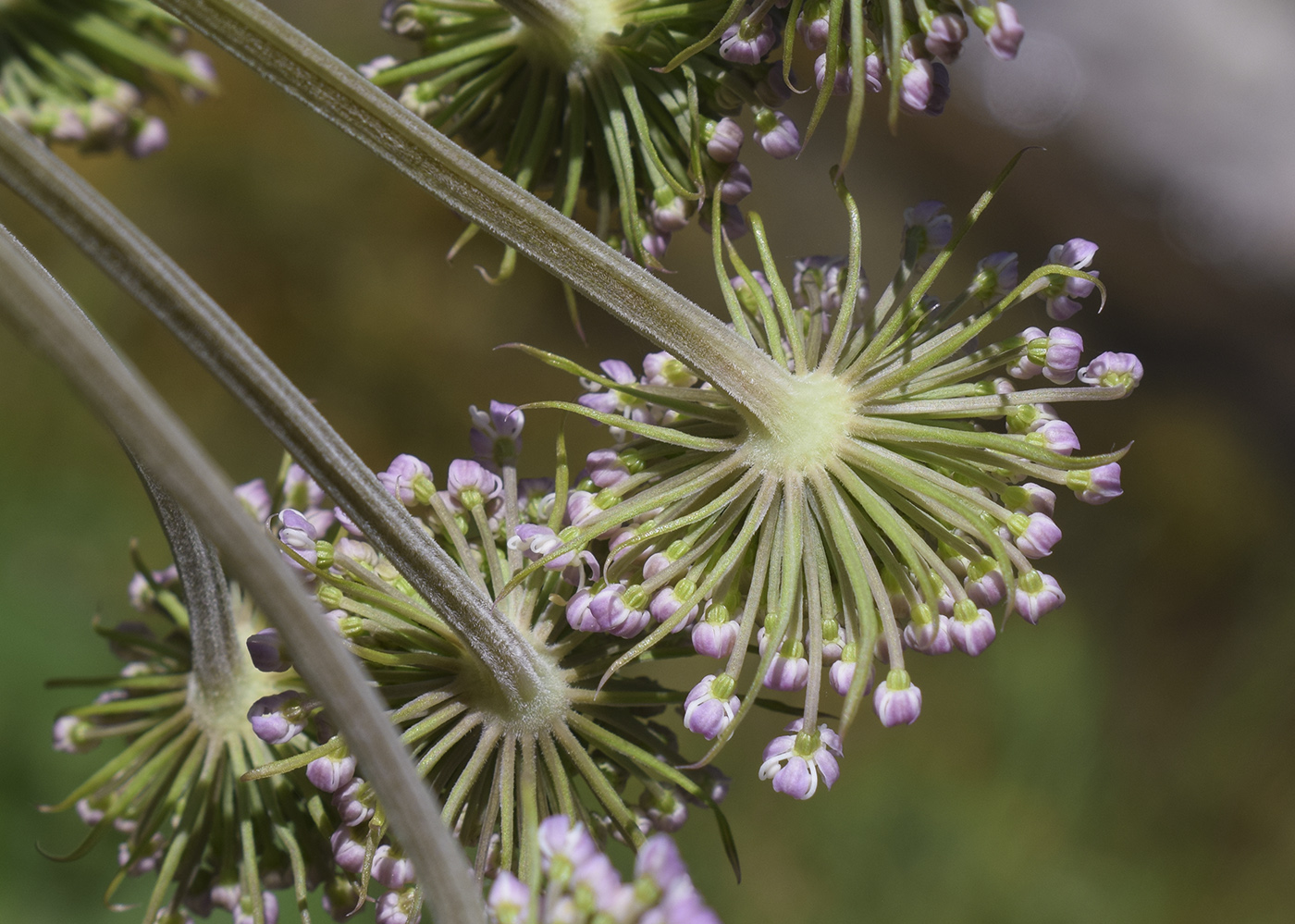 Изображение особи Angelica sylvestris.