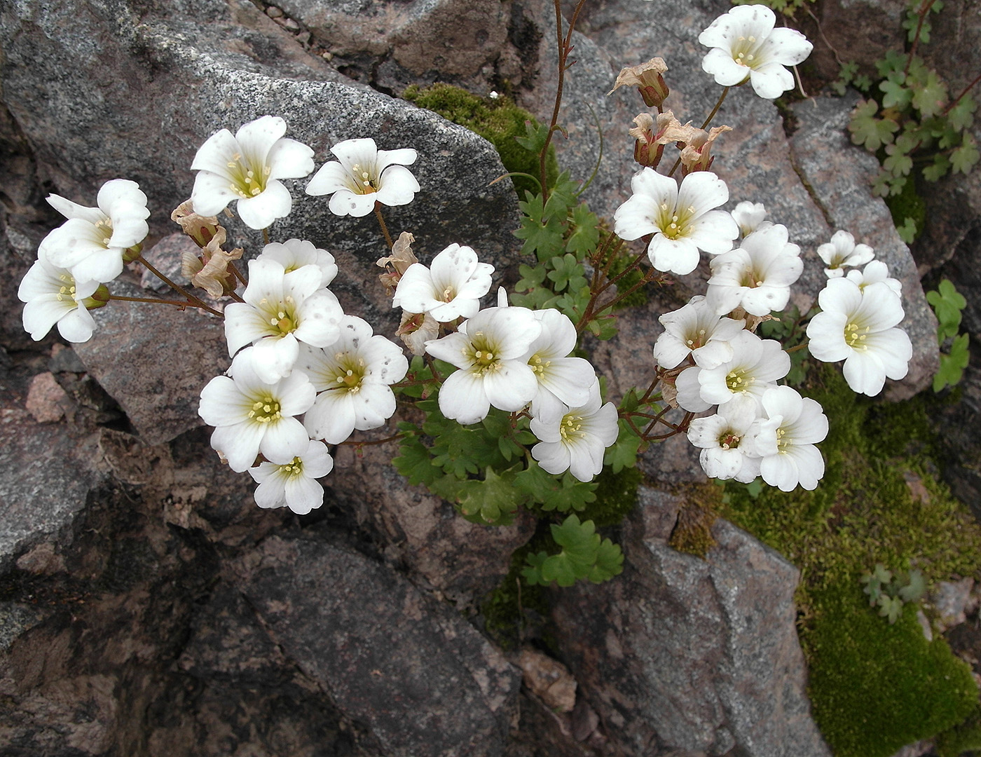 Изображение особи Saxifraga sibirica.
