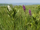 Dactylorhiza euxina. Цветущие растения с разной окраской венчиков цветков. Карачаево-Черкесия, Зеленчукский р-н, гора Джангур, ≈ 1500 м н.у.м., сниженный субальпийский луг. 04.06.2025.