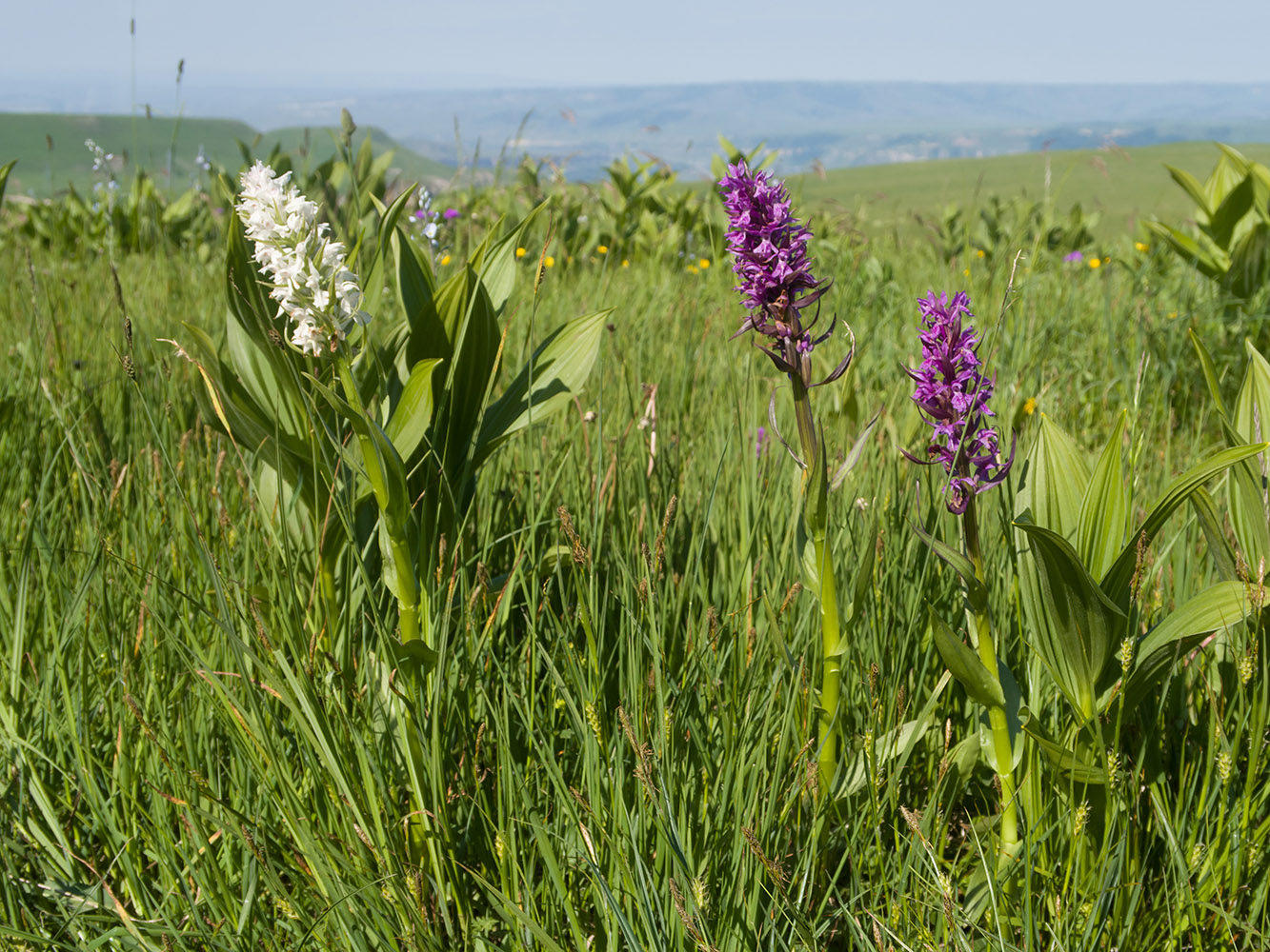 Изображение особи Dactylorhiza euxina.