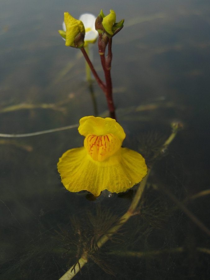 Изображение особи Utricularia &times; neglecta.
