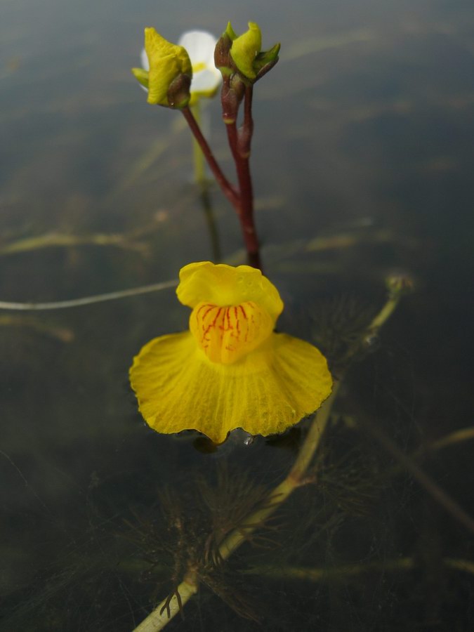 Изображение особи Utricularia australis.