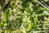 Heracleum sibiricum
