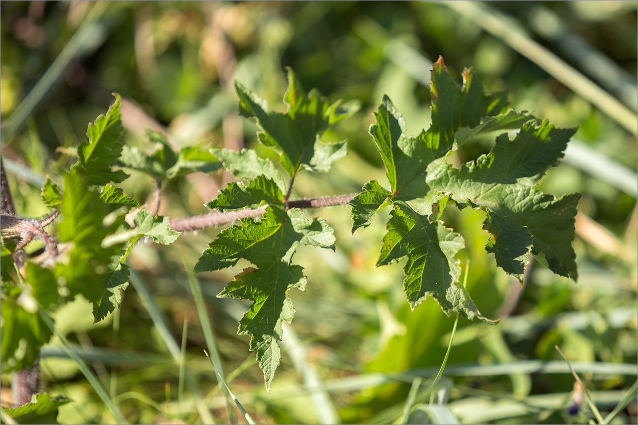 Изображение особи Heracleum sibiricum.