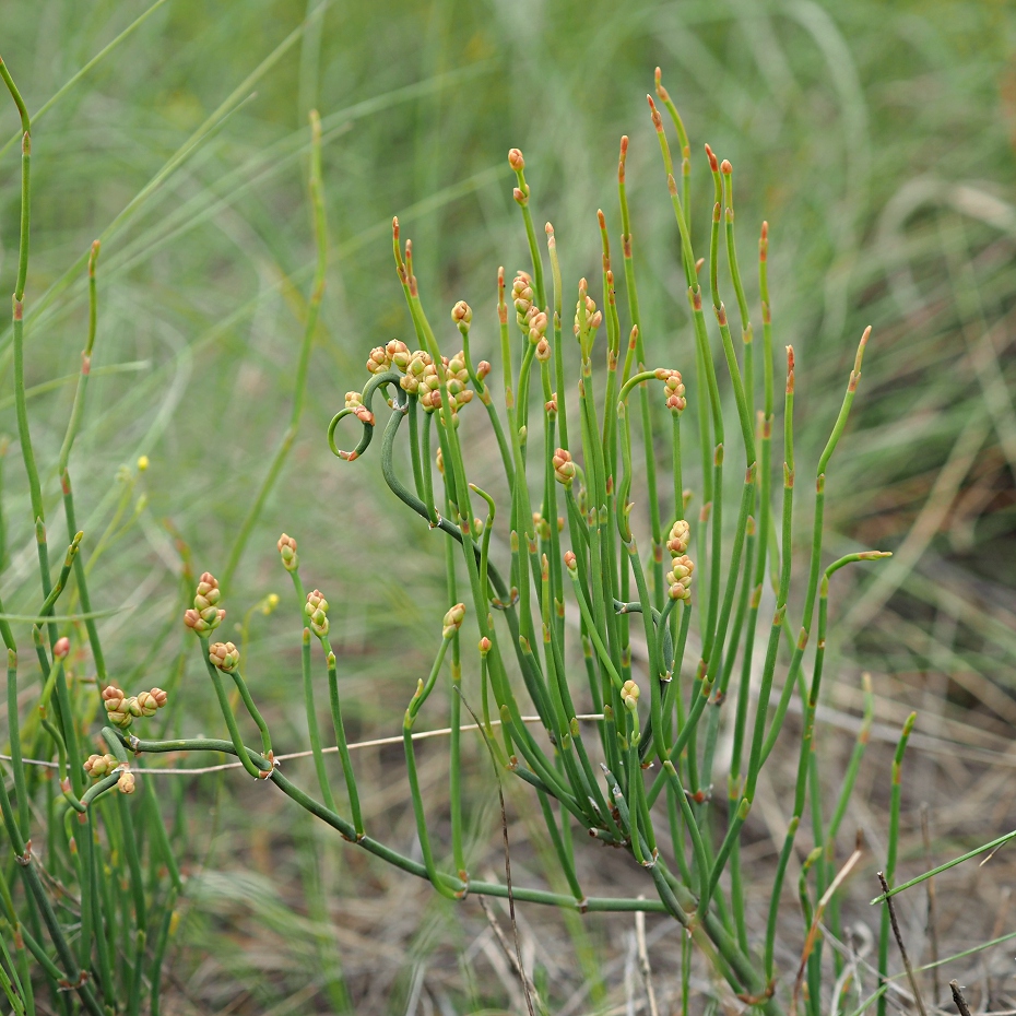 Image of Ephedra distachya specimen.