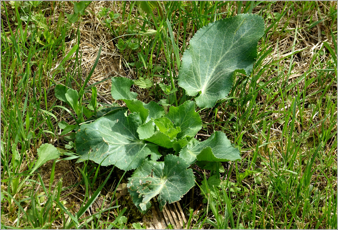 Image of Eryngium planum specimen.