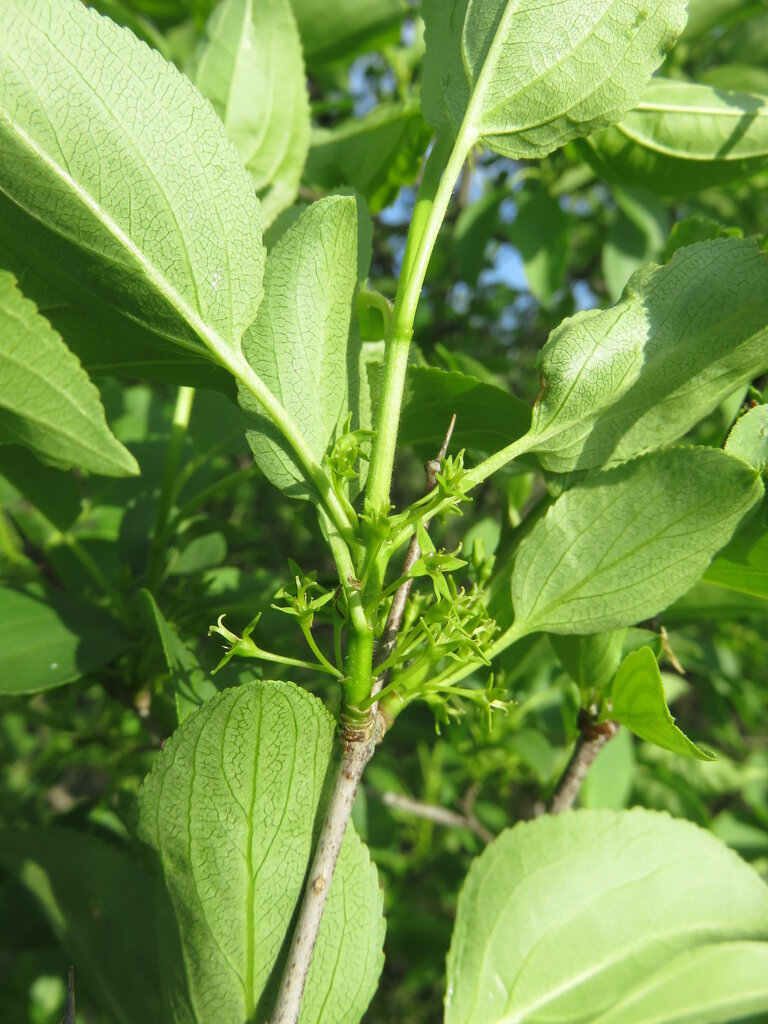 Изображение особи Rhamnus cathartica.