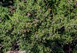 Juniperus phoenicea. Верхушка ветви с шишкоягодами. Португалия, округ Лиссабон, мыс Рока, вершина обрывистого склона. 05.08.2025.