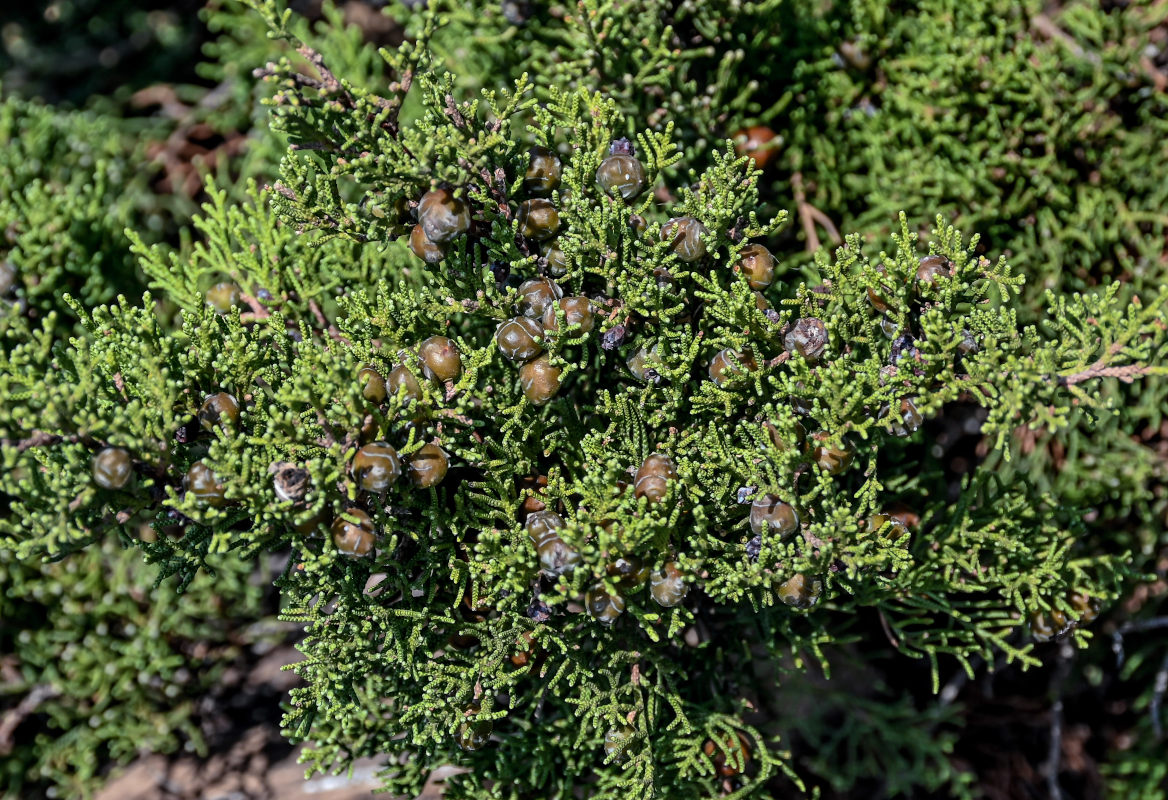 Изображение особи Juniperus phoenicea.