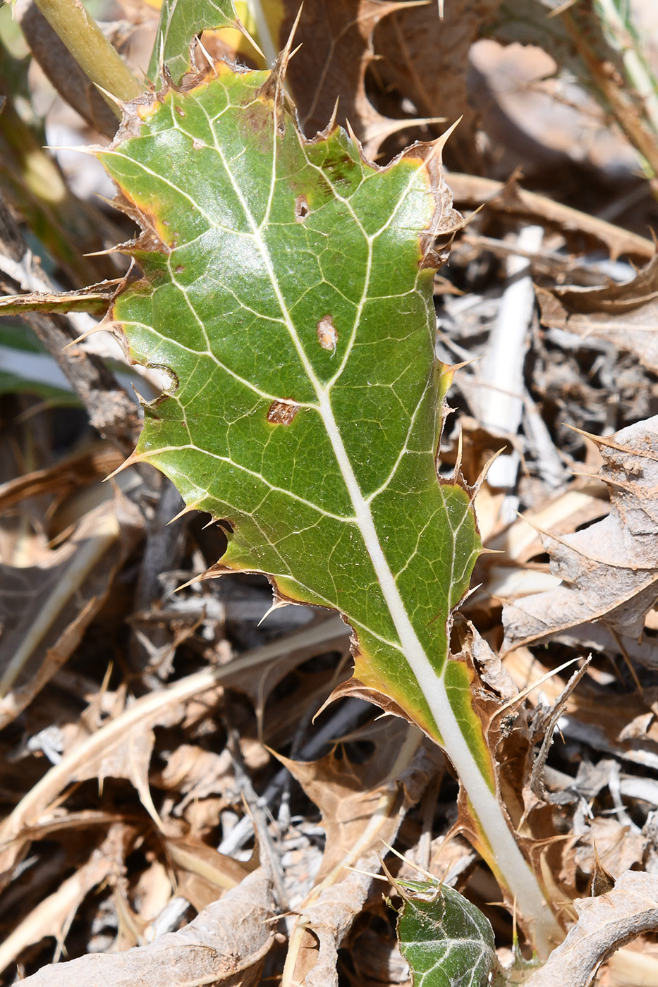 Image of Cousinia affinis specimen.