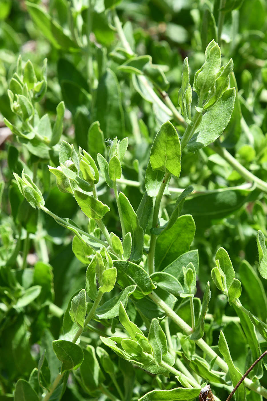 Image of class Magnoliopsida specimen.