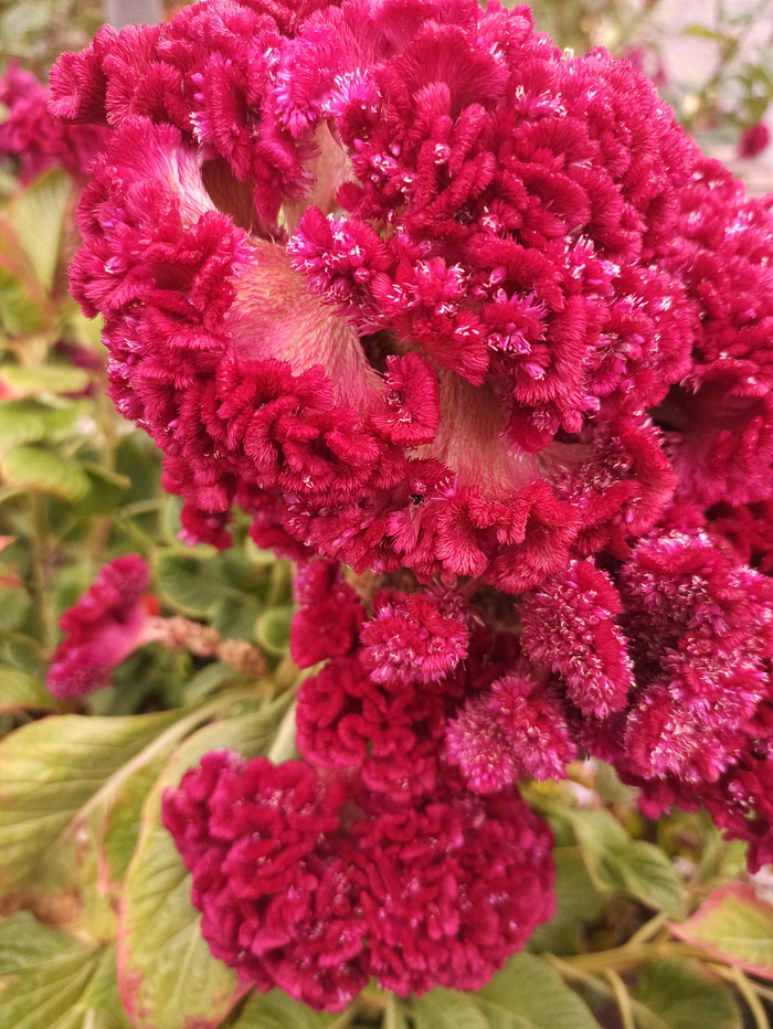 Изображение особи Celosia cristata.
