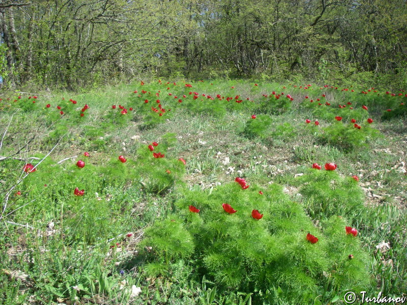 Image of Paeonia tenuifolia specimen.