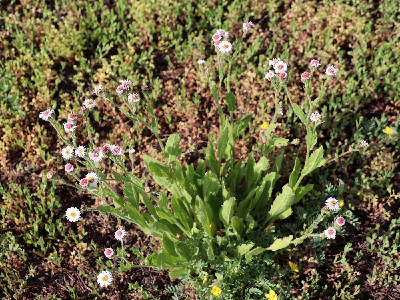 Изображение особи Erigeron pseuderigeron.