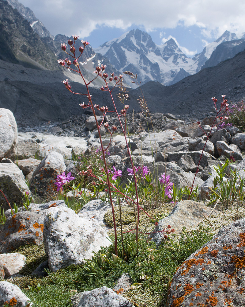 Изображение особи Saxifraga kolenatiana.