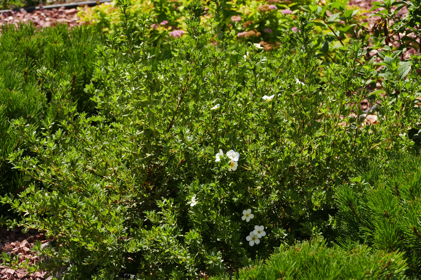 Изображение особи Dasiphora fruticosa.