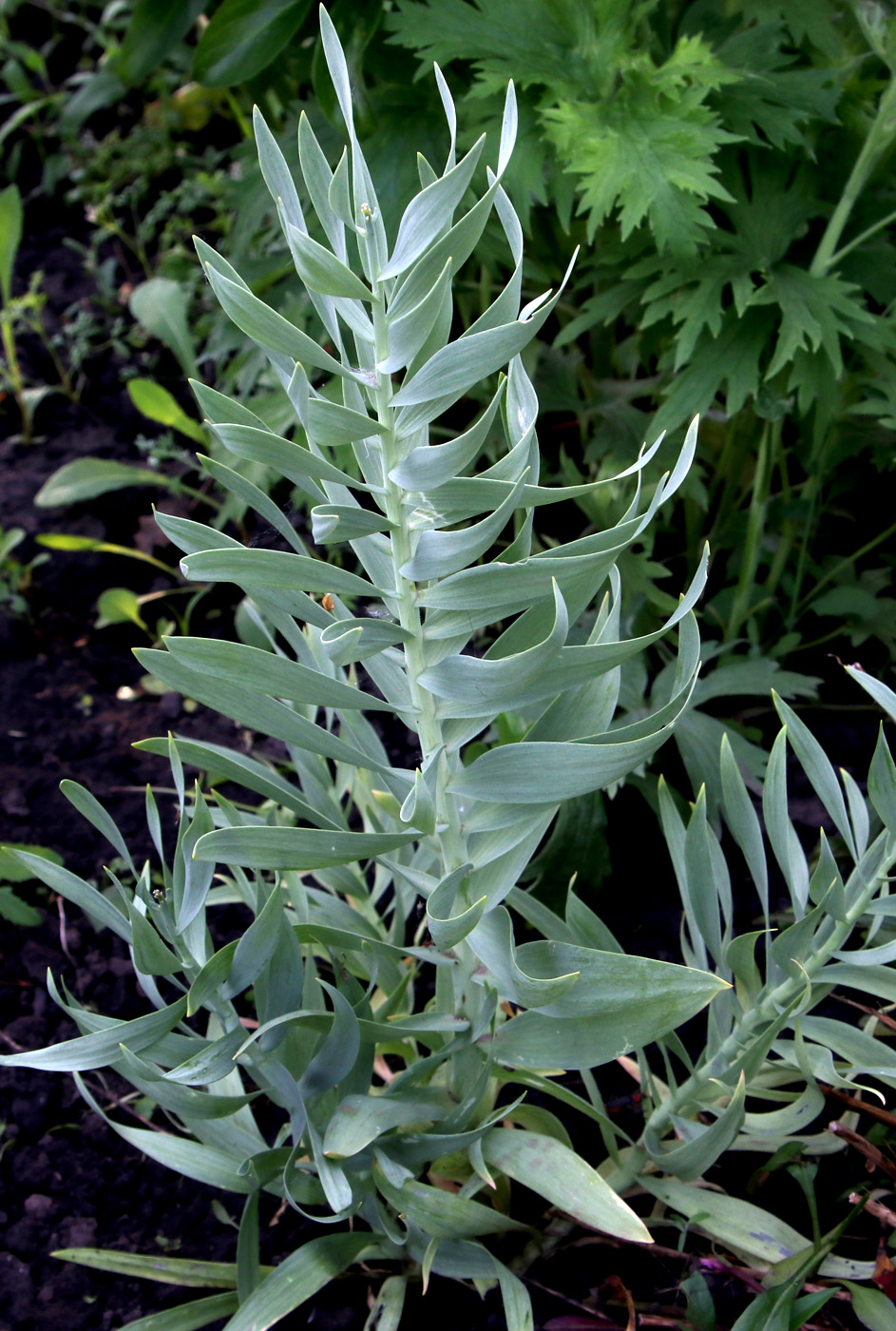 Image of Fritillaria persica specimen.