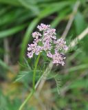 Image of taxon representative. Author is Александр Лебедев