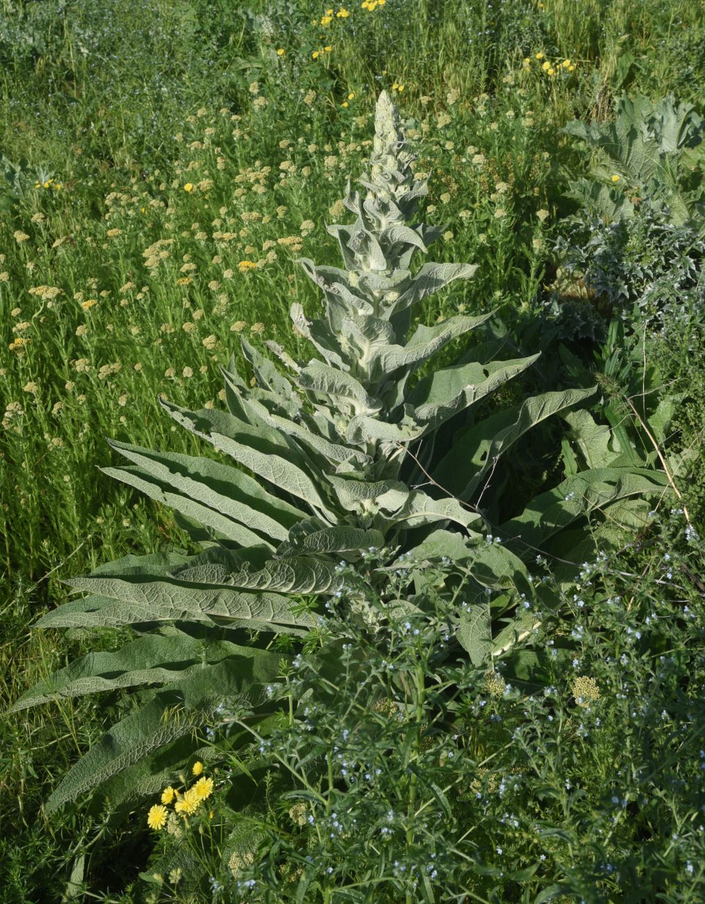 Image of genus Verbascum specimen.