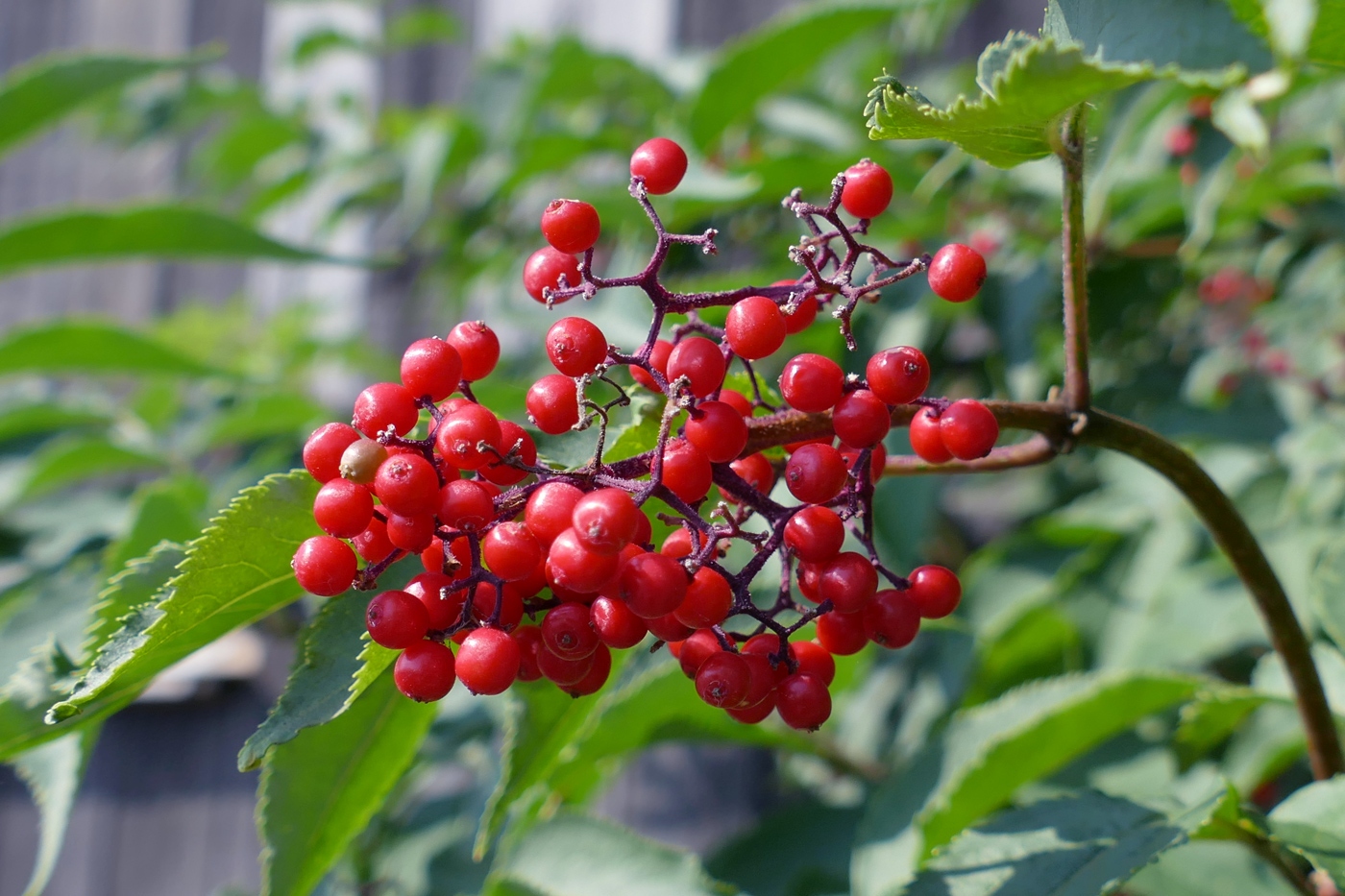 Image of Sambucus sibirica specimen.