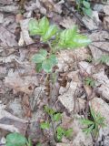 Sambucus nigra