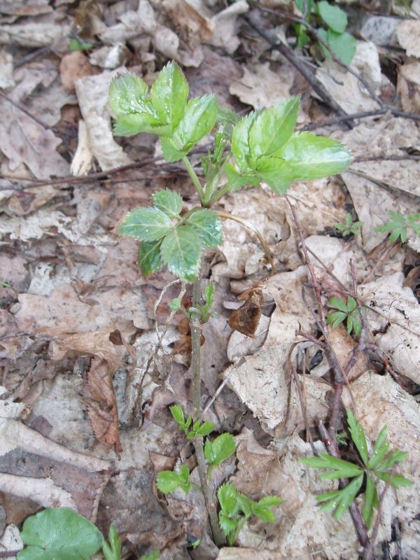 Image of Sambucus nigra specimen.