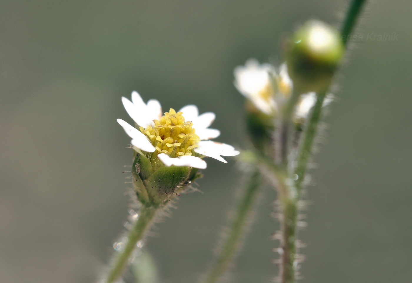 Image of Galinsoga quadriradiata specimen.