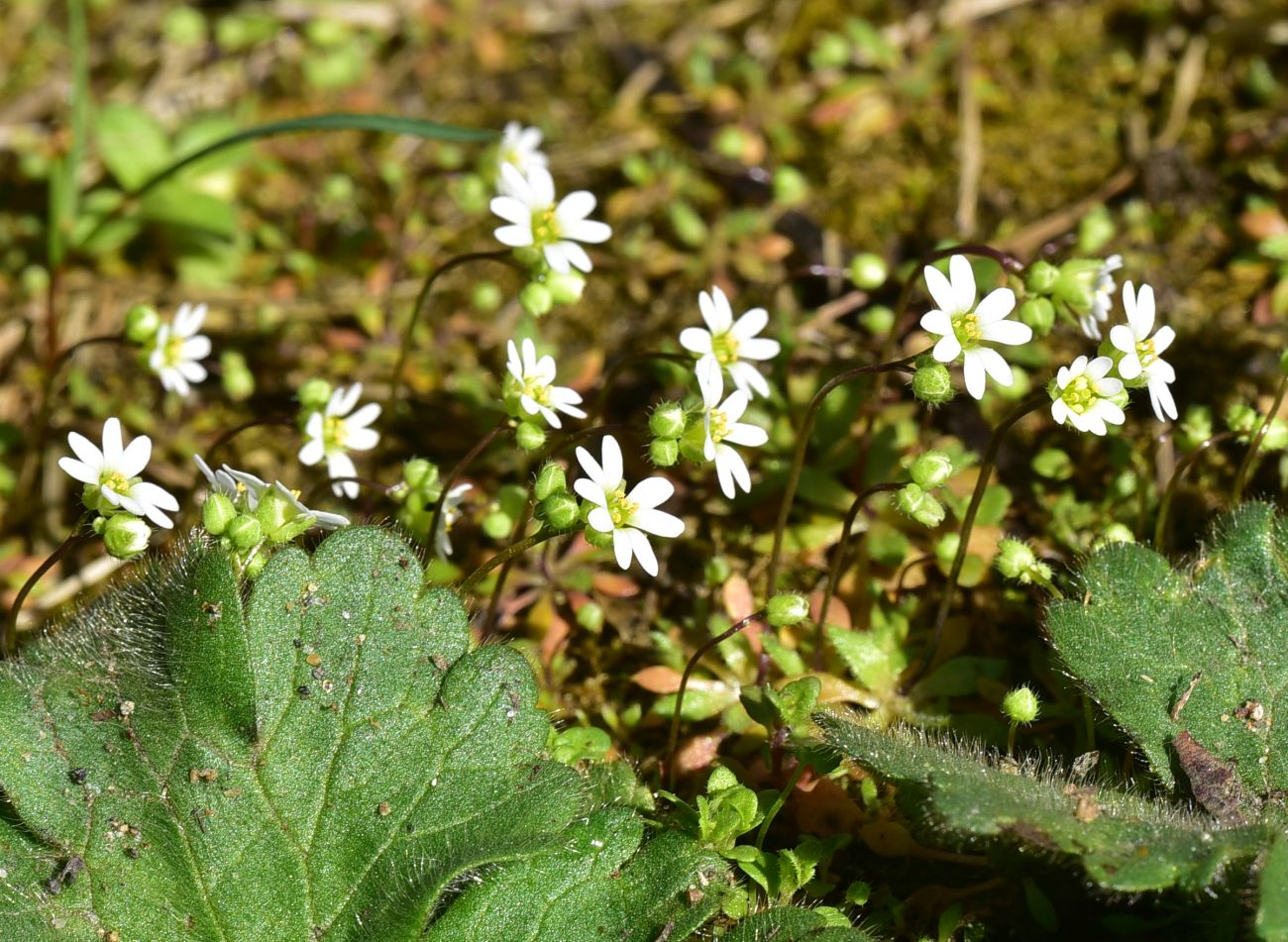 Изображение особи род Erophila.