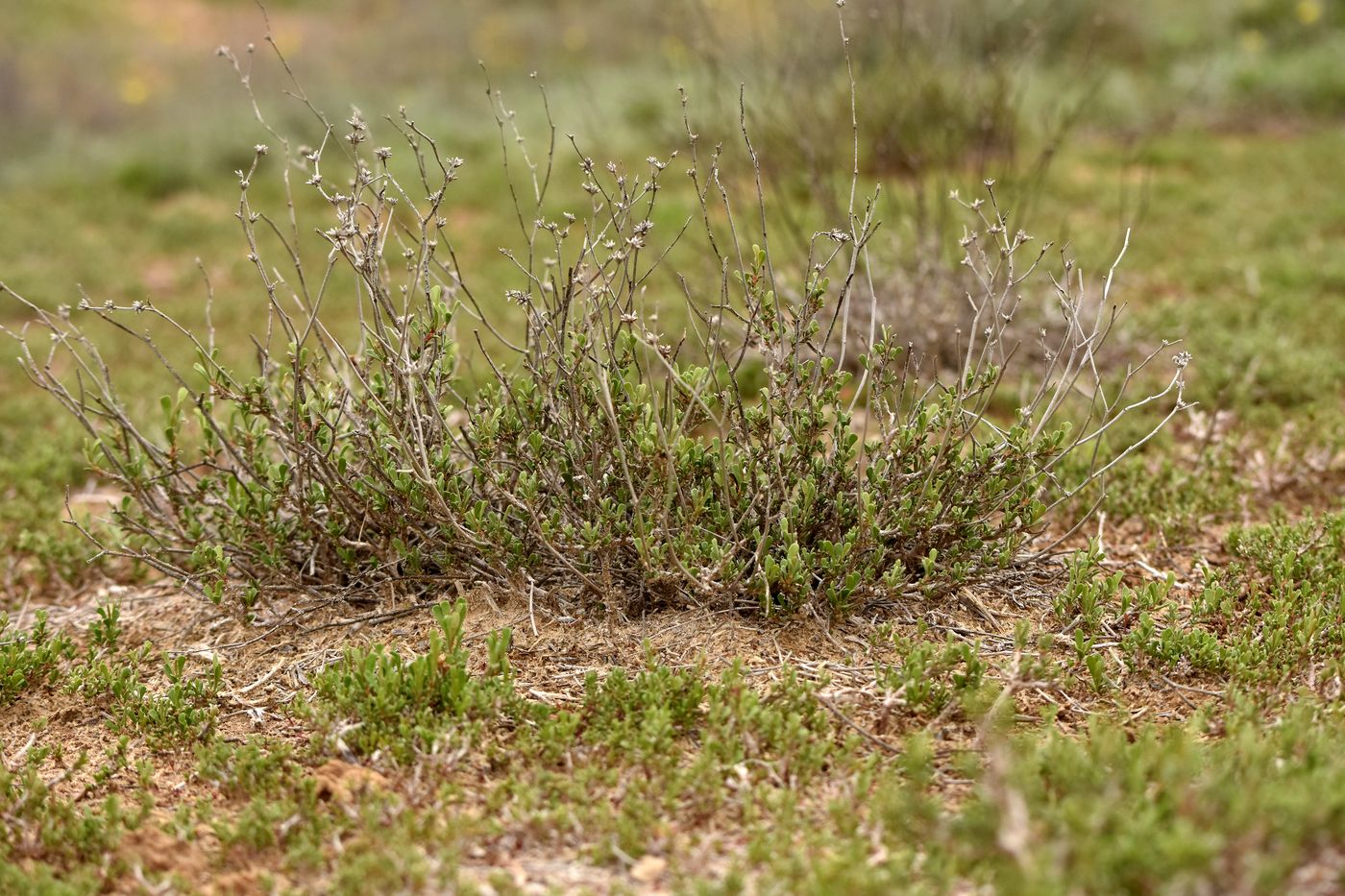 Изображение особи Limonium suffruticosum.
