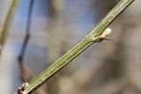 Caragana arborescens. Часть побега с проснувшимися почками. Санкт-Петербург, Дудергофские высоты, поляна близ вершины среди широколиственного леса. 21.04.2026.