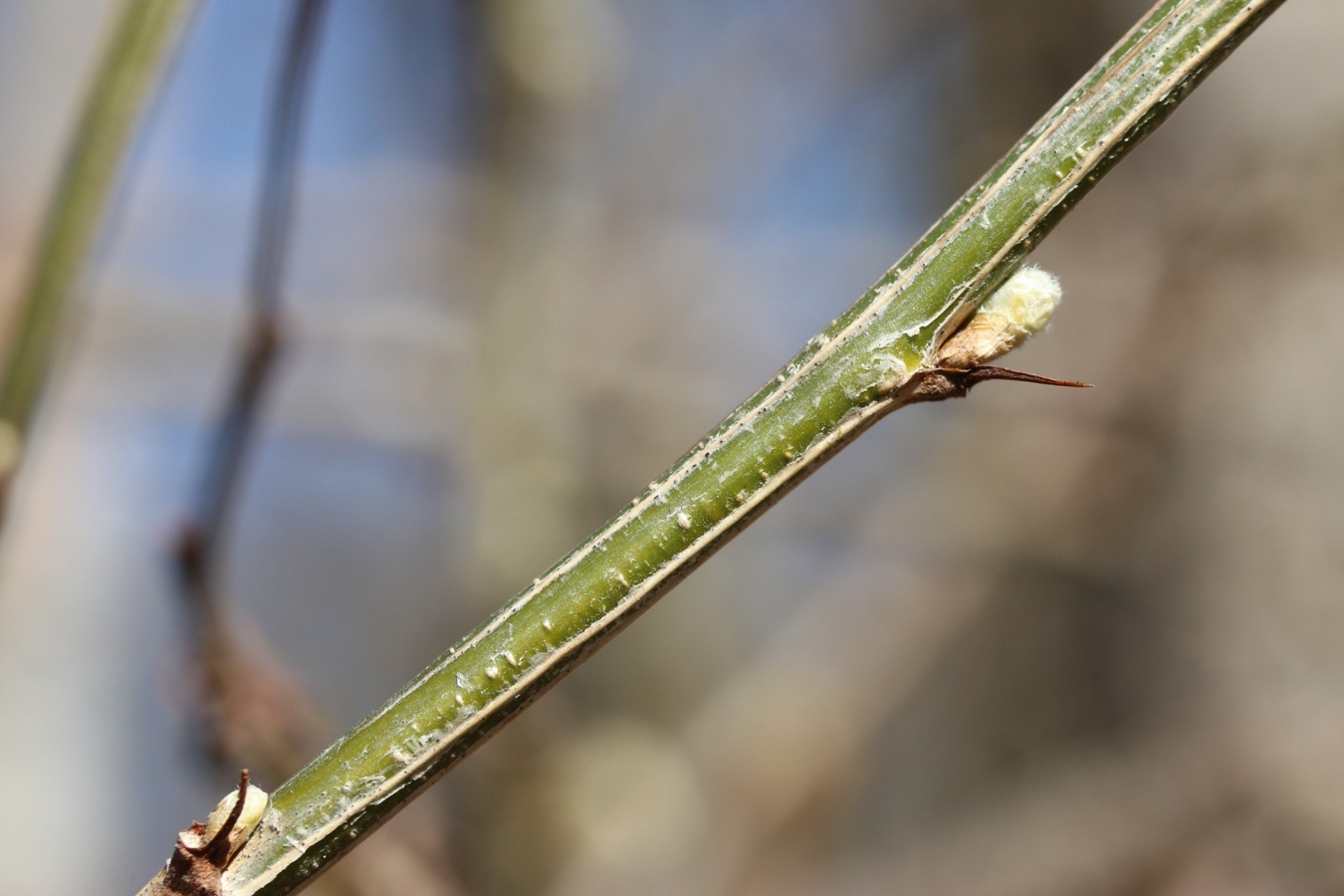 Image of Caragana arborescens specimen.