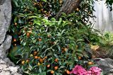 Citrus japonica. Плодоносящее растение. Китай, пров. Цзянсу, г. Сучжоу, в культуре. 27.05.2025.