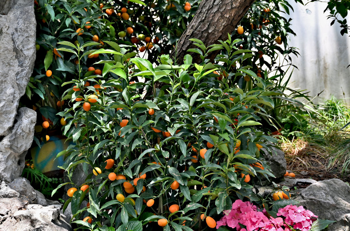 Image of Citrus japonica specimen.