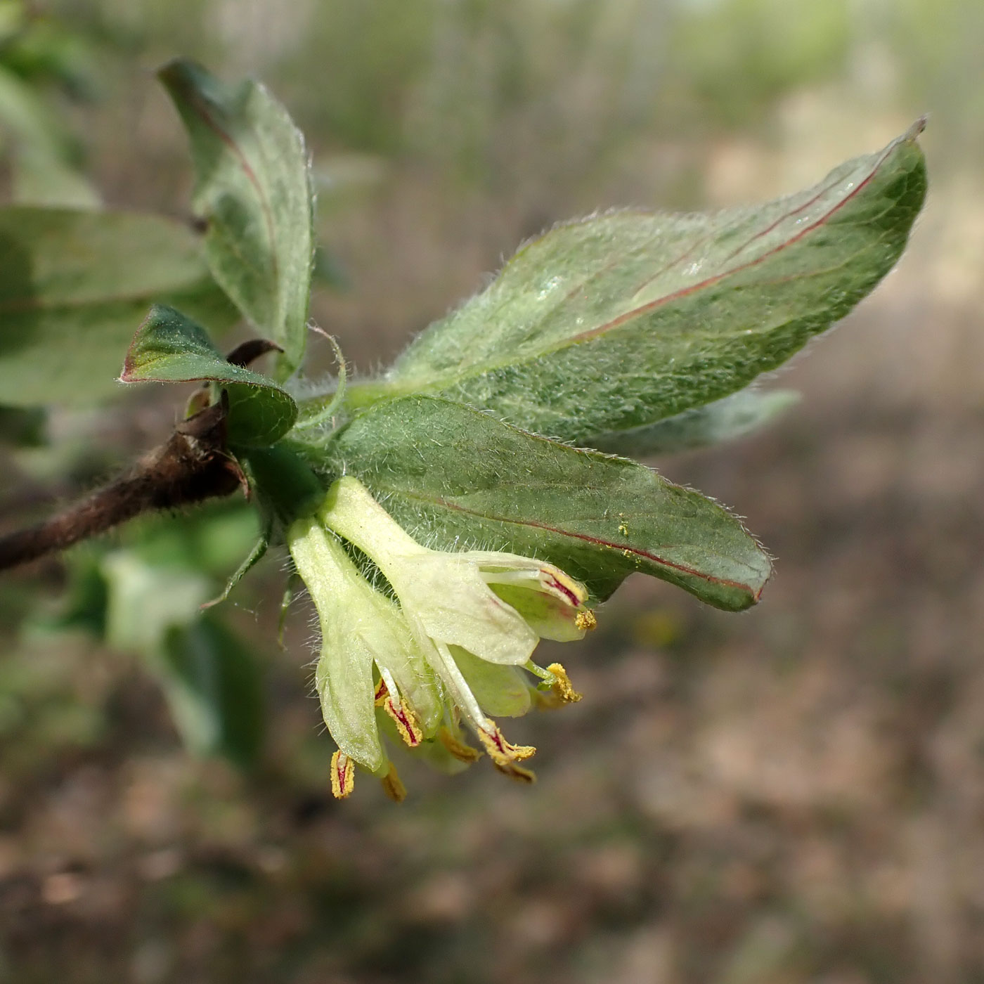 Изображение особи Lonicera edulis.