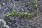 род Thymus